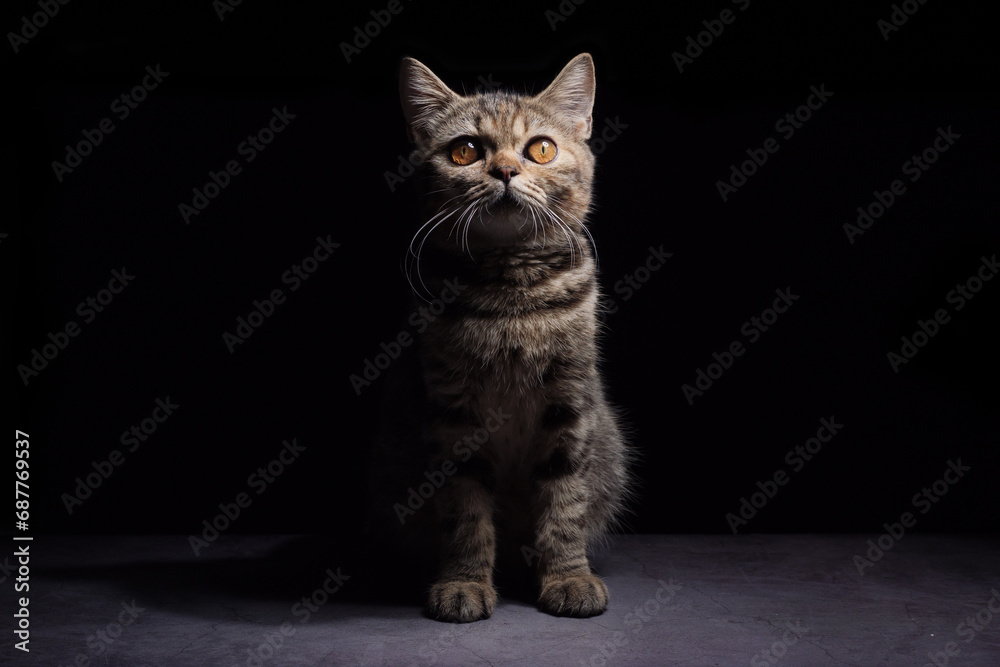 Obraz premium A beautiful gray striped Scottish cat with yellow eyes sits on a dark background. cat head close up Pictures for veterinary clinics Website about cats Focus on a specific point.copy space.