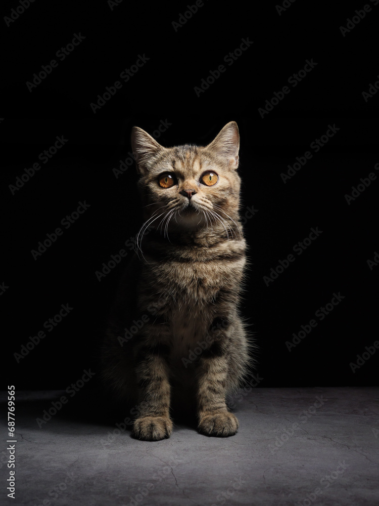 Obraz premium A beautiful gray striped Scottish cat with yellow eyes sits on a dark background. cat head close up Pictures for veterinary clinics Website about cats Focus on a specific point.copy space.