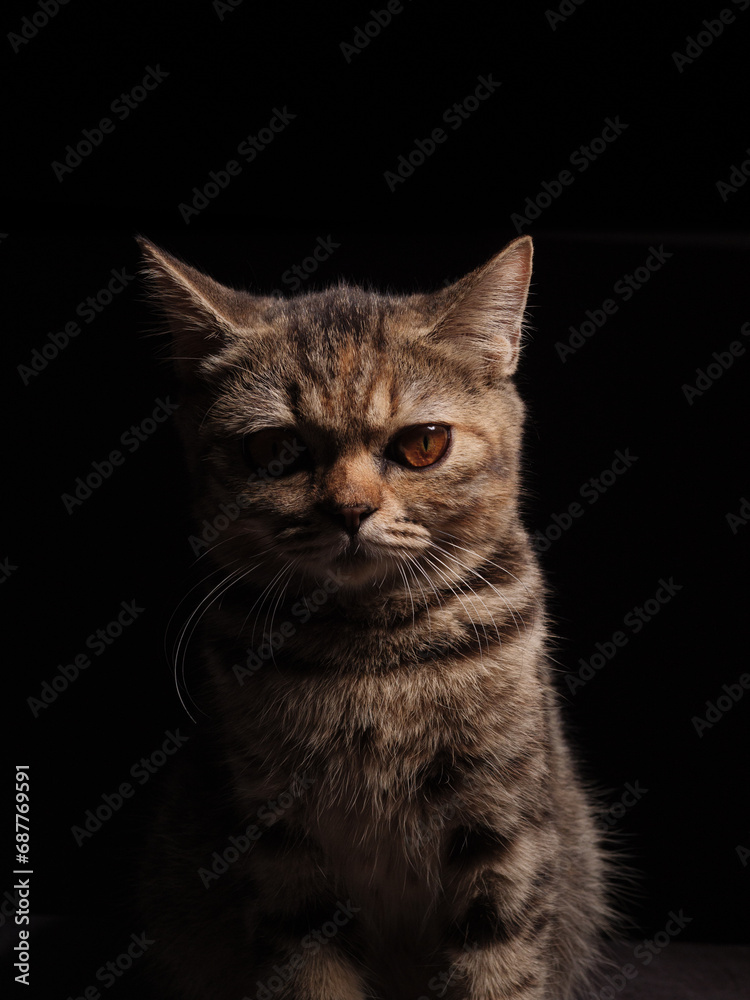A beautiful gray striped Scottish cat with yellow eyes sits on a dark background. cat head close up Pictures for veterinary clinics Website about cats Focus on a specific point.copy space.