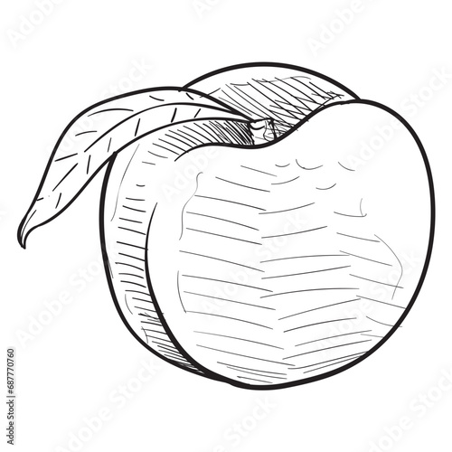 peaches handdrawn illustration