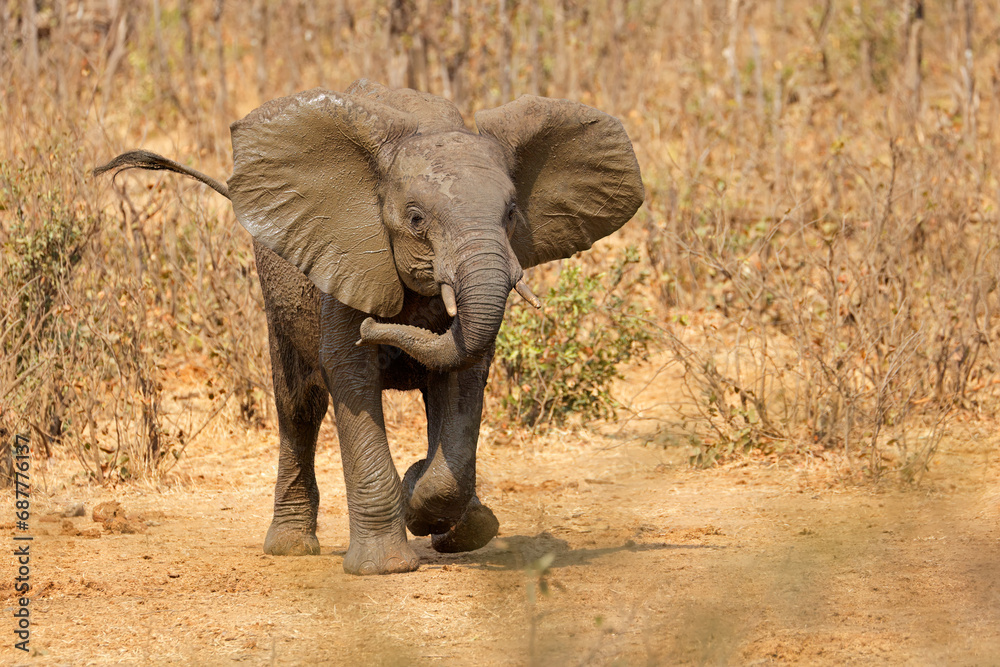 Fototapeta premium An aggressive African elephant (Loxodonta africana), Kruger National Park, South Africa.