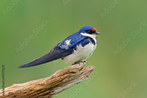 White-throated swallow (Hirundo albigularis) perched on a branch, South Africa photo