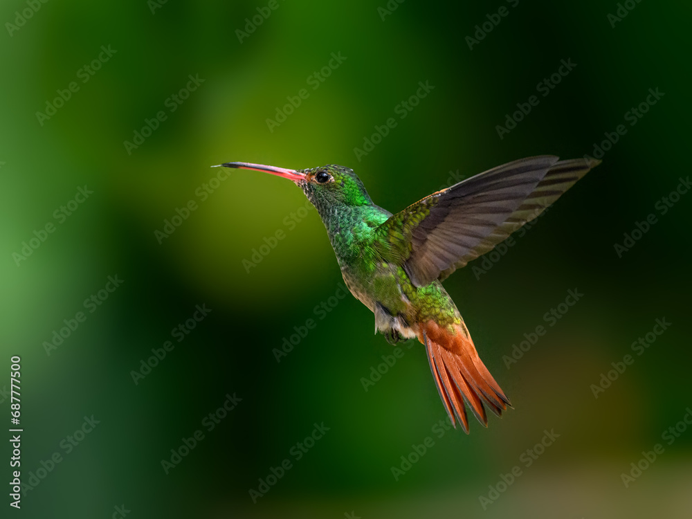 Fototapeta premium Rufous-tailed Hummingbird in flight on dark green background