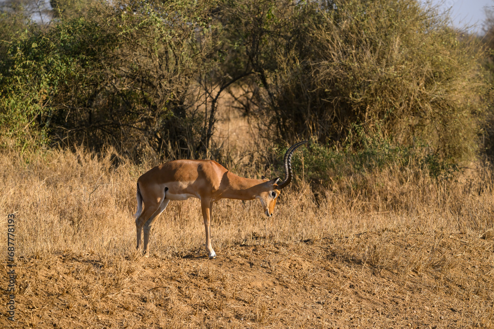 Impala standing in the sun-dried savannah in the dry season Impala standing in the sun-dried savannah in the dry season