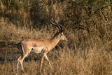 Impala standing in the sun-dried savannah in the dry season