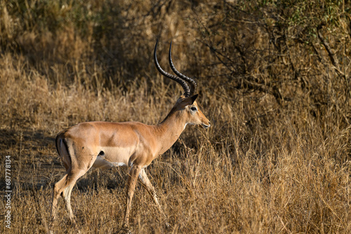 Impala standing in the sun-dried savannah in the dry season