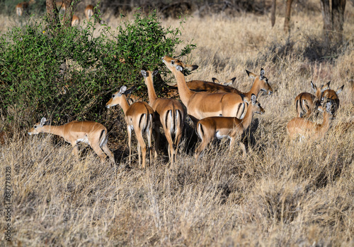 Impala herd foraging in the sun-dried savannah in the dry season