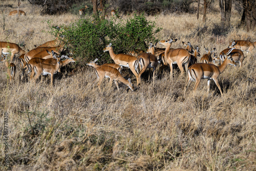 Impala herd foraging in the sun-dried savannah in the dry season