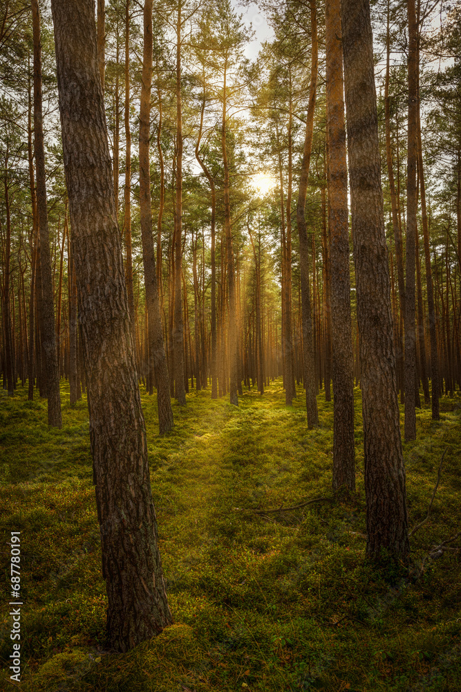 Bäume im Wald im Hintergrund die Sonne
