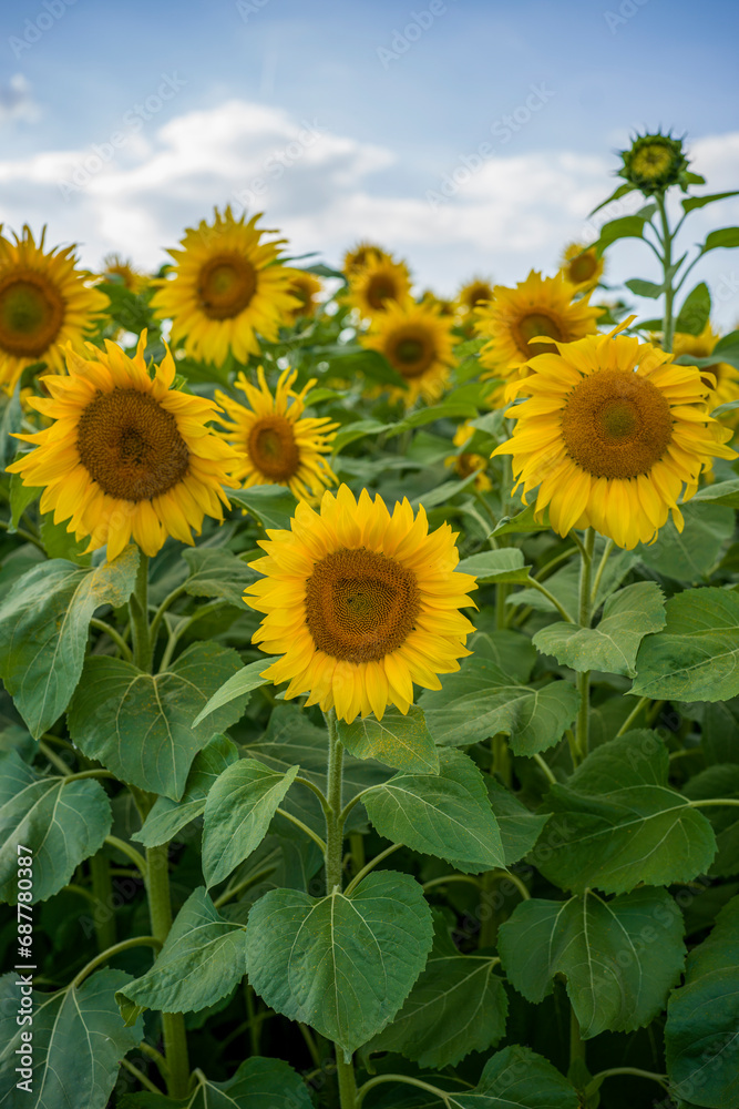 Obraz premium Close up einer blühenden Sonnenblume
