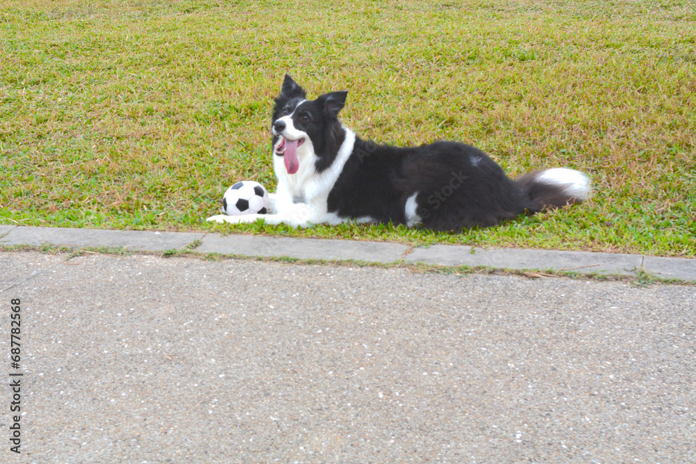 Border collie chewing a football happily playing goalie game with its owner