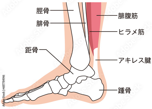 足の骨格図　右足内側　筋肉　アキレス腱 photo