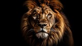 Lion king isolated on black , Portrait Wildlife animal