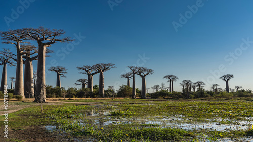 Canvas Print A beautiful alley of baobabs in the afternoon