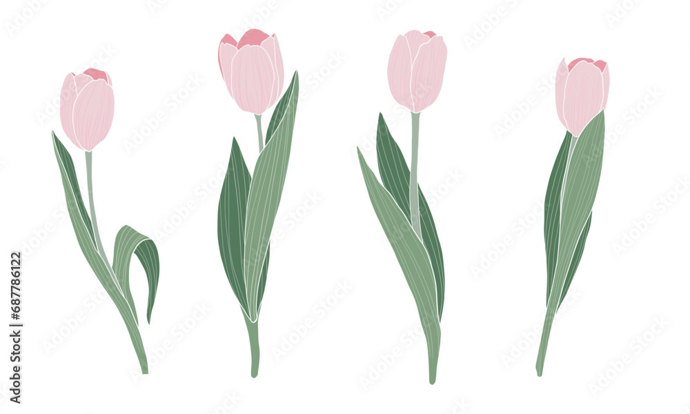 Obraz premium Pink tulips set on transparent background. Spring flowers vector illustration.