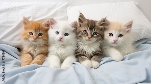 Looking down at four fluffy kittens in a white bed