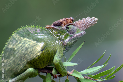 a portrait of female fischer chameleon