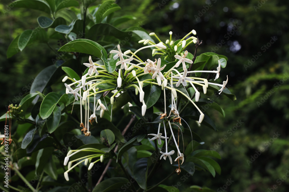 Needle flower or Tree jasmine (Posoqueria latifolia)
