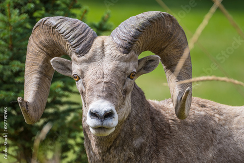 Big Horn Sheep © Mark