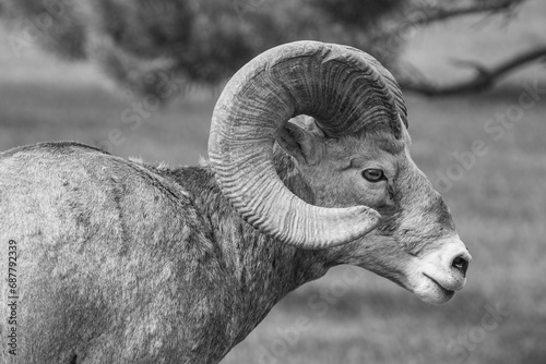 Big Horn Sheep