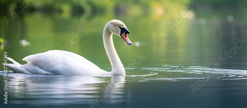 Graceful white swan gliding peacefully on water in photo.