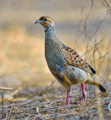 grey francolin in the wild
