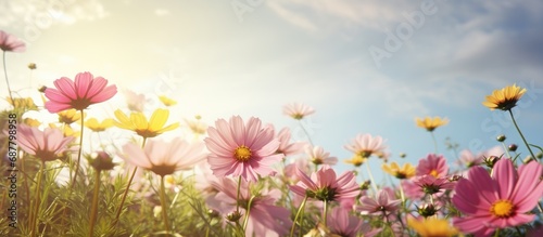 Beautiful pink and yellow flowers are blooming amidst green nature, under a shining sun and open sky.