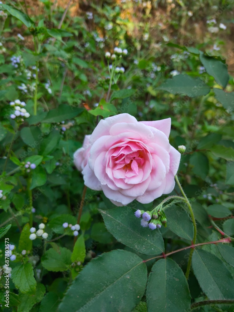 A pinky rose rises beautifully on a garden A pinky rose rises beautifully on a garden