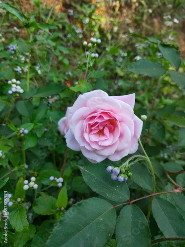 A pinky rose rises beautifully on a garden 