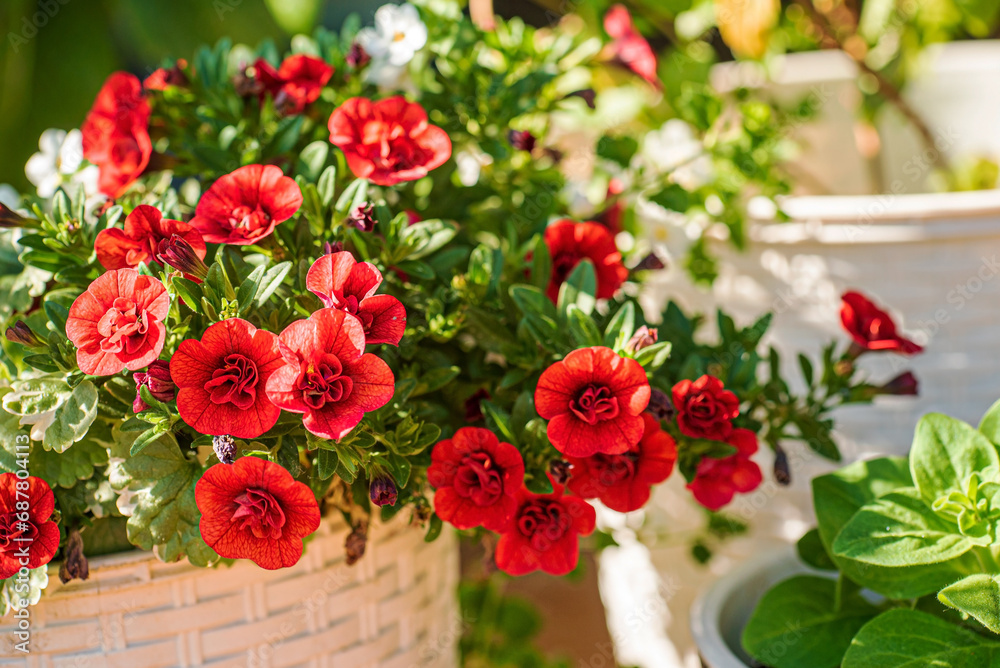 summer flowers in the pot