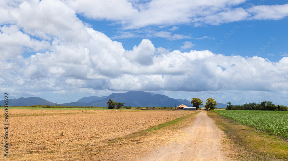 A dirt road leading to the farmhouse on a sugarcane farm near Halifax in tropical Queensland, Australia.