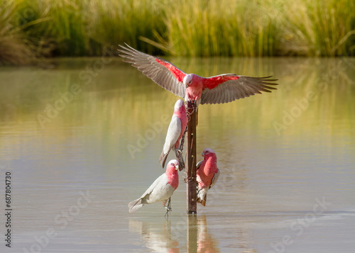 Photography Four Galahs, pink and grey Australian parrots, squabbling about drinking rights on a fence pole in the middle of a waterhole in Birdsville in Queensland, Australia
