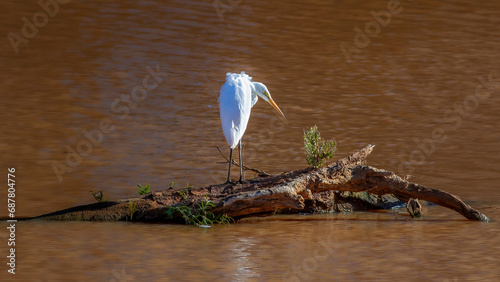 An egret standing on a log looking for prey in the muddy water of the Burke River in Boulia in Queensland, Australia. photo