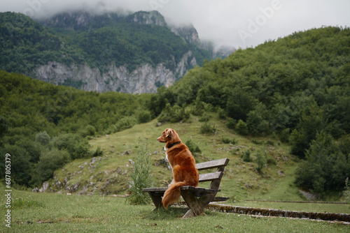 Nova Scotia Duck Tolling Retriever dog sits on a rustic bench  lost in the beauty of the misty hills. Its serene pose against the lush backdrop inspires a sense of peace and adventure