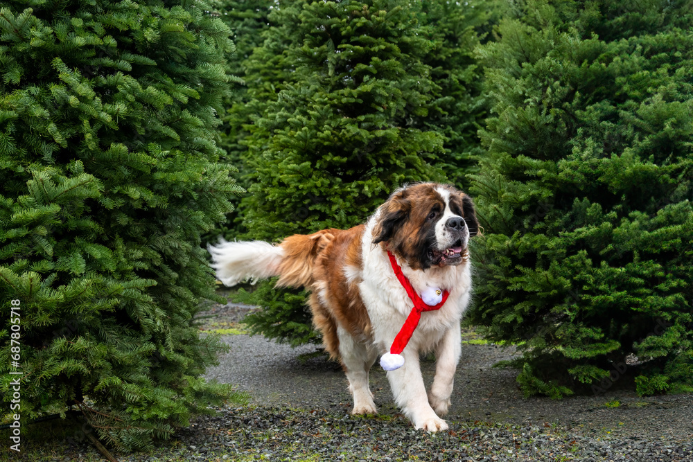 Saint Bernard dog at an outdoor Christmas Tree lot on a cold wet day, sheared fresh fir trees
