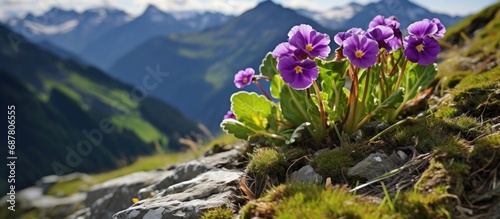 Endemic plant found in the Alps and Pyrenees, commonly called stinking primrose. photo