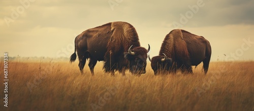 A pair of buffalo feeding in a field photo