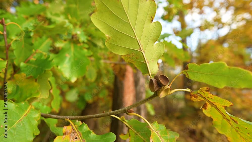 Sessile Oak Tree Leaves In The Forest During Autumn. - close up shot Sessile Oak Tree Leaves In The Forest During Autumn. - close up shot