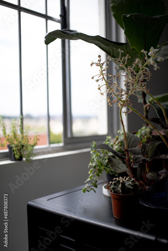 flowers in a window