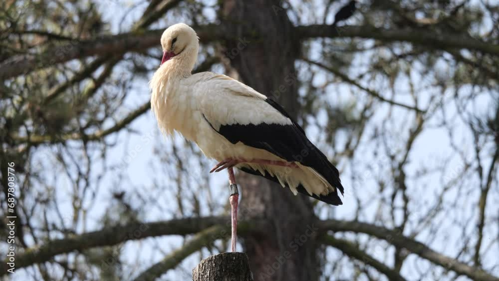 Majestic White Stork standing on wooden tree with one foot during sunny day,close up Majestic White Stork standing on wooden tree with one foot during sunny day,close up