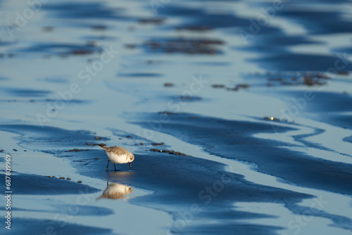 Sanderling Shorebird Forages Along Washington Beach at Sunrise