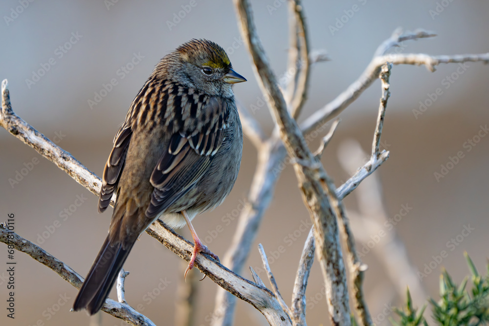 Naklejka premium Handsome Golden-Crowned Sparrow at Sunset