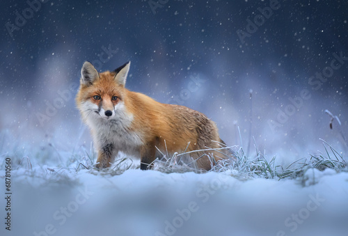 Fox ( Vulpes vulpes ) in winter scenery photo