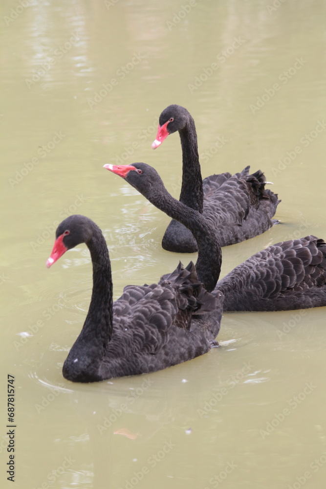 Fototapeta premium Swans and ducks playing in a pond at a resort in Southern Vietnam.