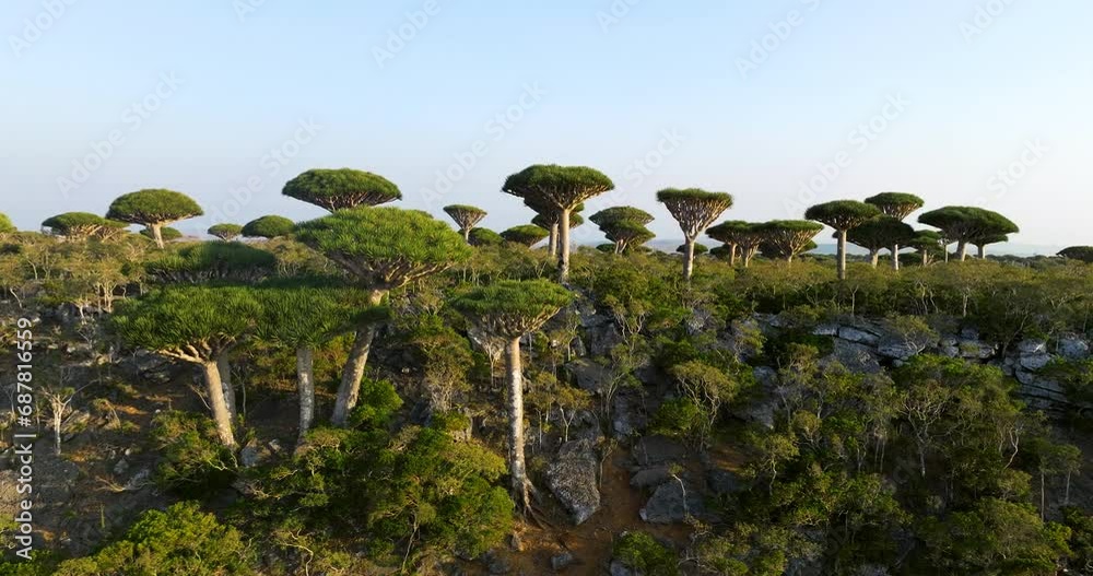 Unusual Socotra Dragon Trees At Firhmin Forest In Yemen. aerial sideways ascend Unusual Socotra Dragon Trees At Firhmin Forest In Yemen. aerial sideways ascend
