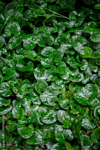 water drops on leaves