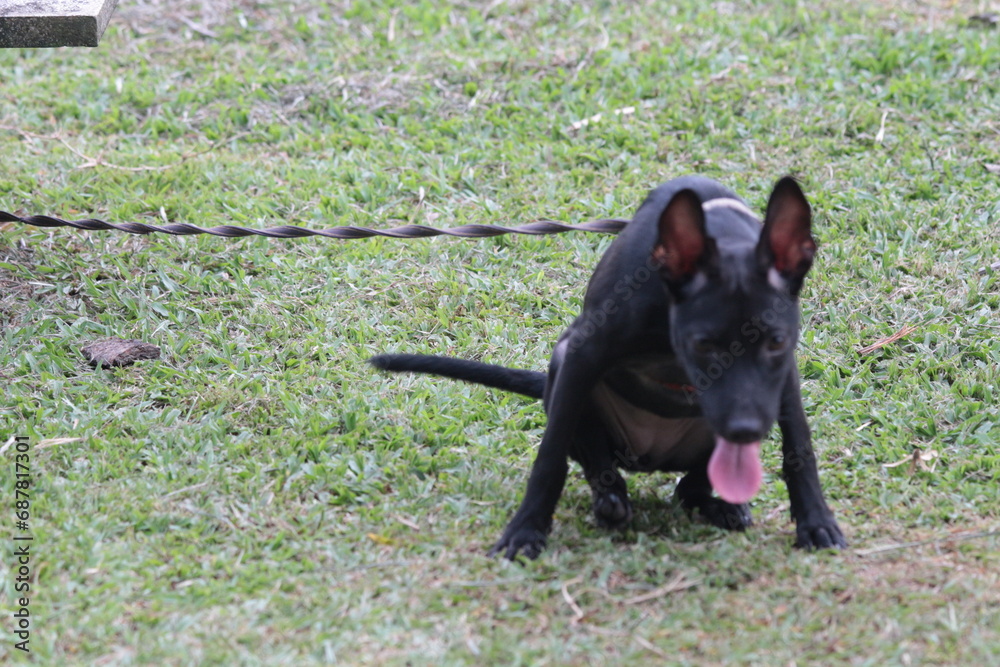 A small black puppy outside in the sunshine. the dog is 4 months old and is wearing a collar that is mostly red. 