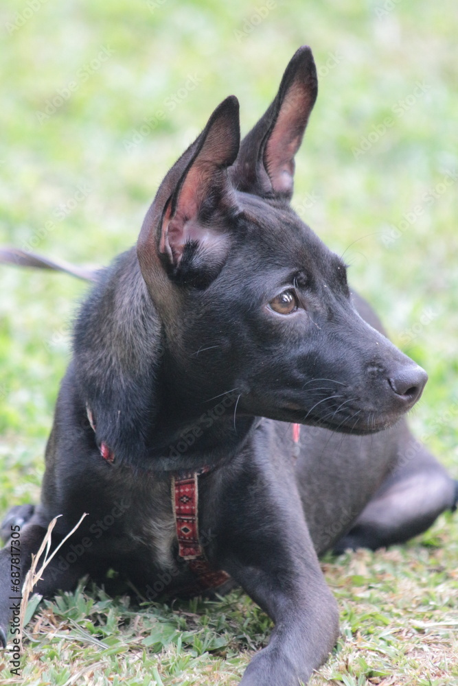 A small black puppy outside in the sunshine. the dog is 4 months old and is wearing a collar that is mostly red. 