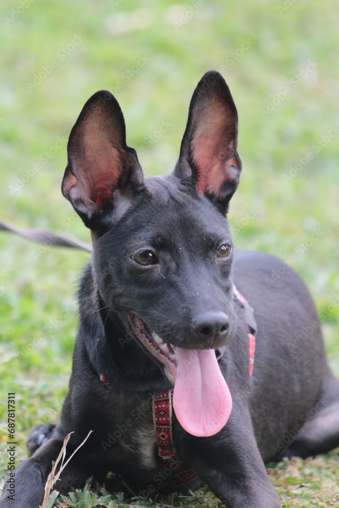 A small black puppy outside in the sunshine. the dog is 4 months old and is wearing a collar that is mostly red. 