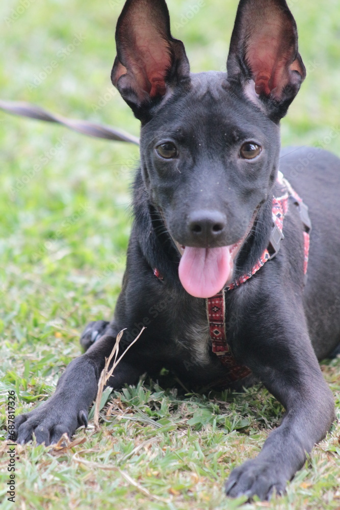 A small black puppy outside in the sunshine. the dog is 4 months old and is wearing a collar that is mostly red. A small black puppy outside in the sunshine. the dog is 4 months old and is wearing a collar that is mostly red.